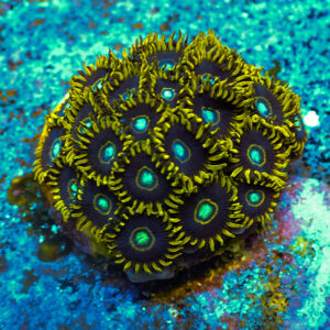 TC Zoanthus Blue Hornets mini colonia