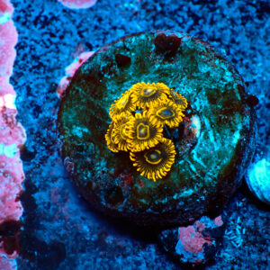 TC Zoanthus Purple Hornets