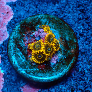 TC Zoanthus Purple Hornets