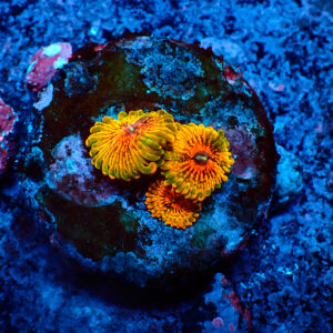 TC Zoanthus Grand Mater Krakatoa