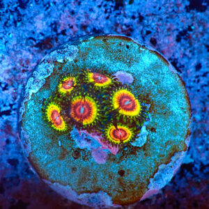 TC Zoanthus Rainbow Eclipse