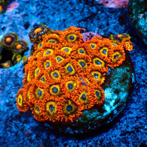 TC Zoanthus Fruit Loops colonia
