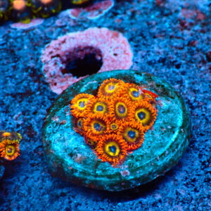 TC Zoanthus Fruit loops