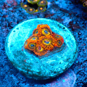 TC Zoanthus Fruit Loops