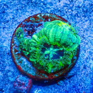 TC Micromussa lordhowensis Slimer