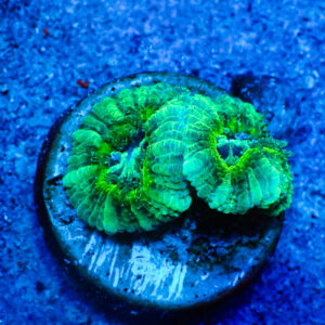 TC Micromussa lordhowensis Slimer