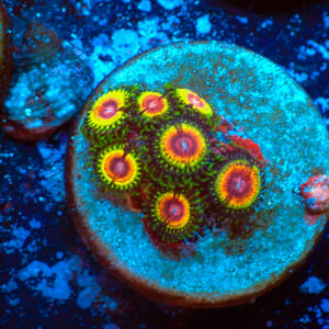 TC Zoanthus Rainbow Eclipse