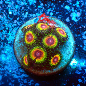 TC Zoanthus Rainbow Eclipse