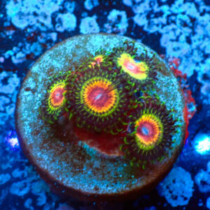 TC Zoanthus Rainbow Eclipse