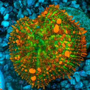 TC Rhodacthis Sunkist Bounce