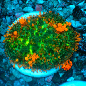 TC Rhodactis Sunkist Bounce