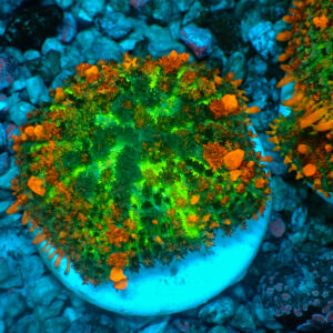 TC Rhodactis Sunkist Bounce