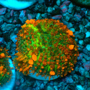TC Rhodactis Sunkist Bounce