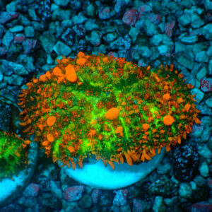TC Rhodactis Sunkist Bounce