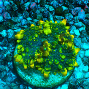 TC Rhodactis Swampy Area