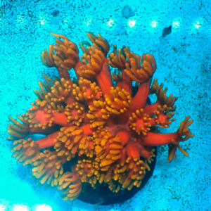 TC Goniopora Golden Inferno Master Grade