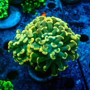 TC Euphyllia parancora 24K triple cabeza XL