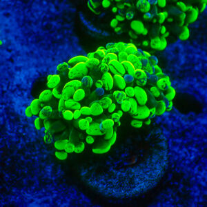 TC Euphyllia parancora Blotchy 2 cabezas