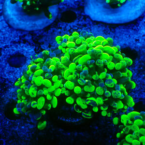 TC Euphyllia parancora Blotchy 4 cabezas