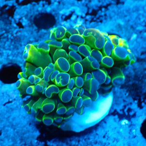 TC Euphyllia parancora Fake Hologram
