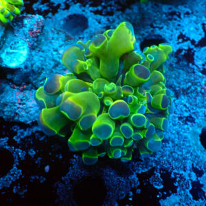 TC Euphyllia parancora Fake Hologram