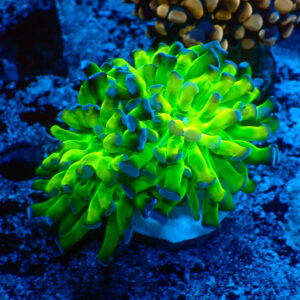 TC Euphyllia parancora Reverse 2 cabezas