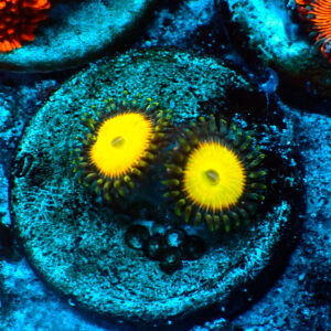 TC Zoanthus Rainbow Troll