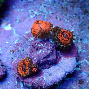 TC Zoanthus Flamming Brohican