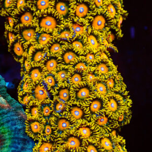 TC Zoanthus Super Saiyan Colonia