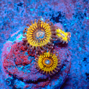 TC Zoanthus Chiquita
