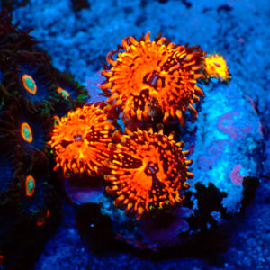 TC Zoanthus Flamming Brohican