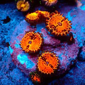 TC Zoanthus Flamming Brohican