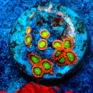 TC Zoanthus Goblins on Fire