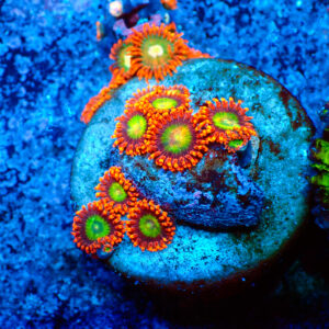 TC Zoanthus Goblins on Fire