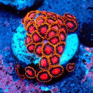 TC Zoanthus KH Sunburst mini colonia