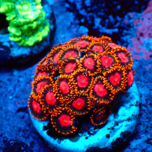 TC Zoanthus KH Sunburst mini colonia