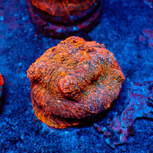 TC Chalice Tropical Vulcano Colonia