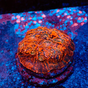 TC Chalice Tropical Vulcano colonia