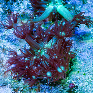 TC Goniopora Iceman