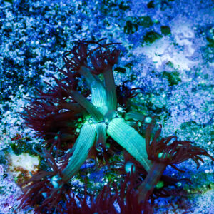 TC Goniopora Iceman frag S