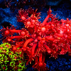 TC Goniopora Blackberry frag XL