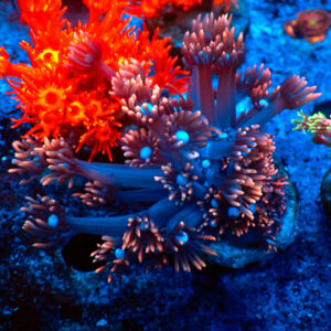 TC Goniopora fire & Ice frag L