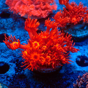 TC Goniopora Metallic Red