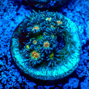 TC Goniopora Red Face Glitter