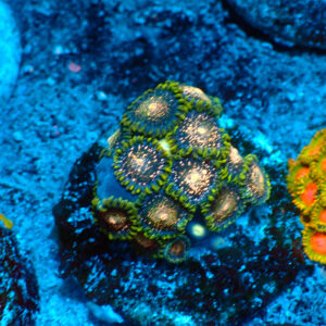 TC Zoanthus Blackberry Voodoo