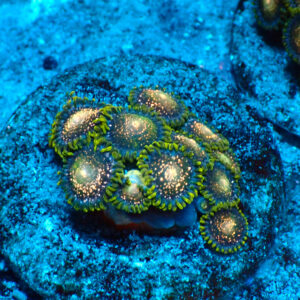 TC Zoanthus Blackberry Voodoo