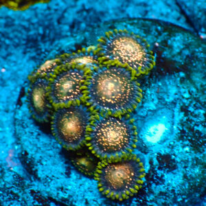 TC Zoanthus Blackberry Voodoo