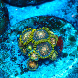 TC Zoanthus Blackberry Voodoo