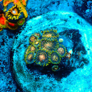 TC Zoanthus Blackberry Voodoo
