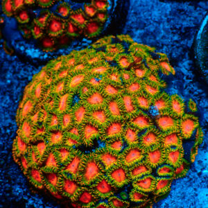 TC Zoanthus Awesome Blossom colonia XL